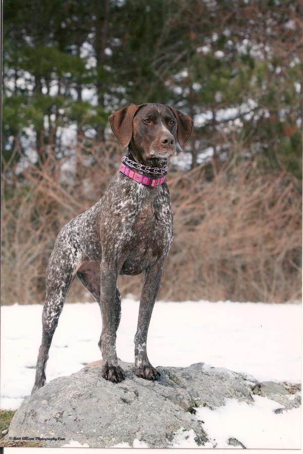 /Images/uploads/Southeast German Shorthaired Pointer Rescue/segspcalendarcontest/entries/31208thumb.jpg